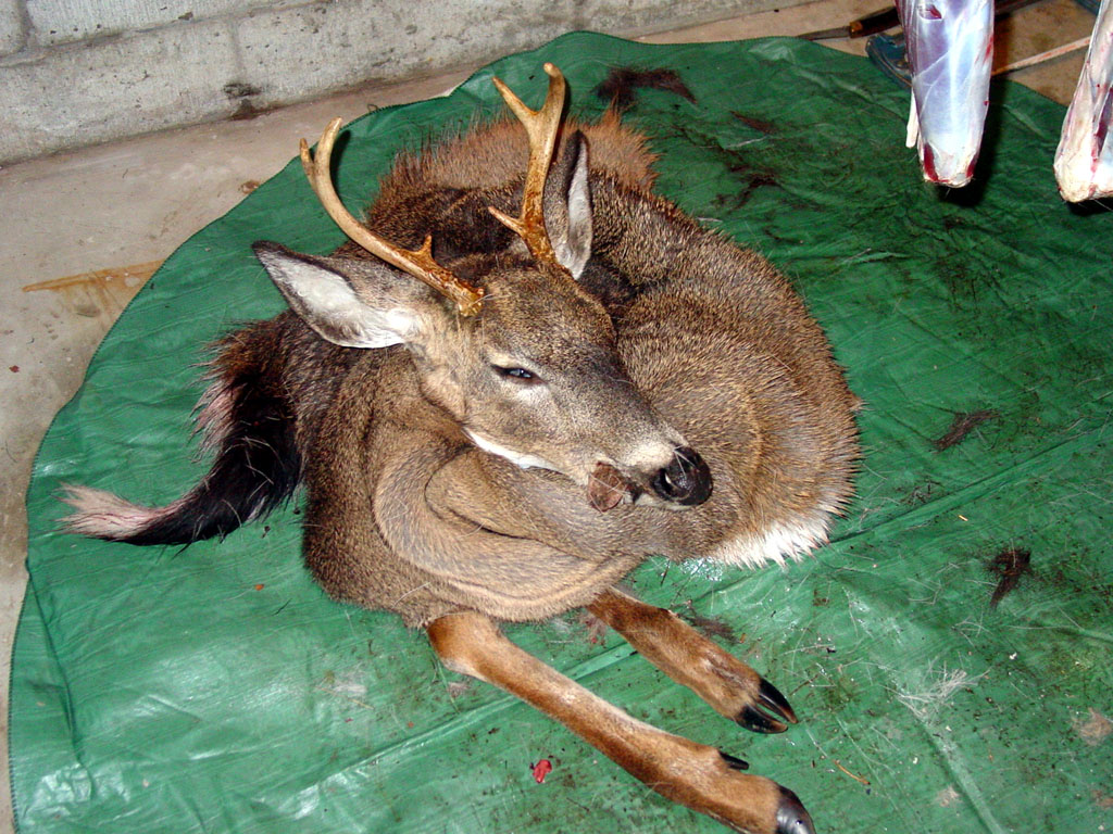 cleaning the deer cleaning pics